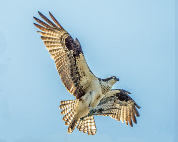In the nest-building business